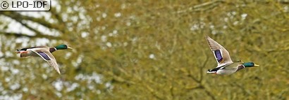 Canard colvert