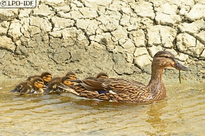 Canard colvert
