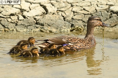 Canard colvert