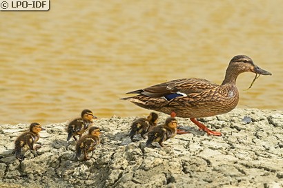 Canard colvert