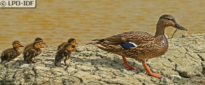 Canard colvert