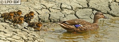 Canard colvert
