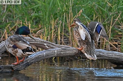 Canard colvert