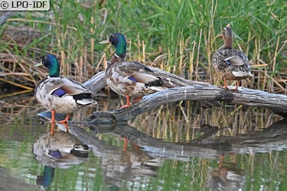 Canard colvert