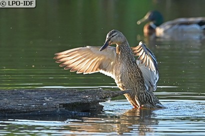 Canard colvert