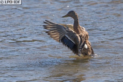 Canard colvert