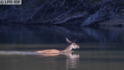 Cerf élaphe
