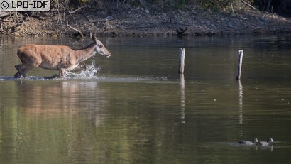 Cerf élaphe