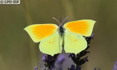Citron de Provence