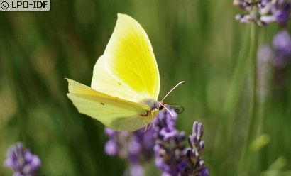 Citron de Provence