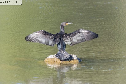 Grand Cormoran