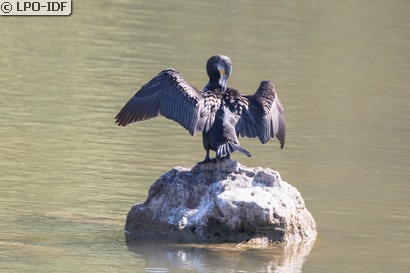 Grand Cormoran
