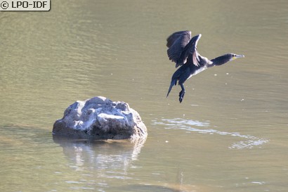 Grand Cormoran