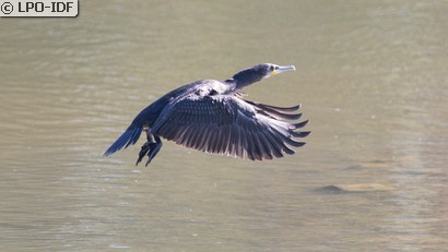 Grand Cormoran