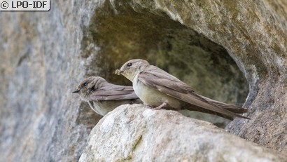 Hirondelle de rochers