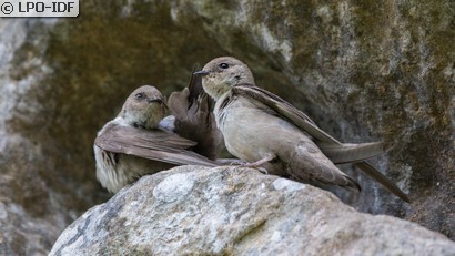 Hirondelle de rochers