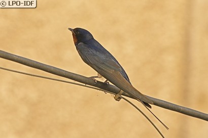 Hirondelle rustique