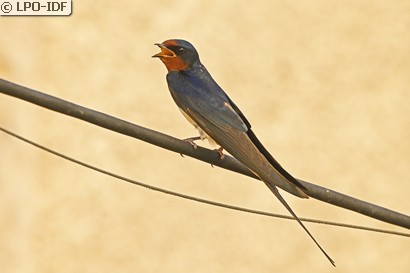 Hirondelle rustique