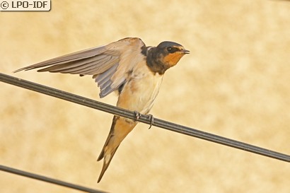 Hirondelle rustique