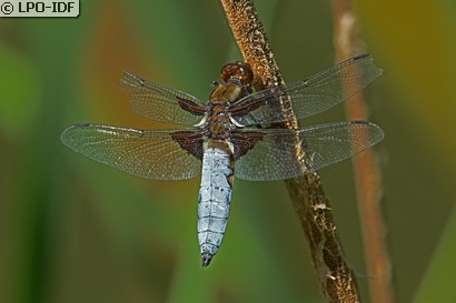 Libellule déprimée
