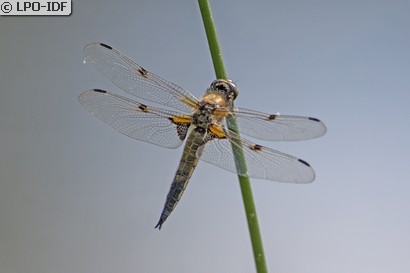 Libellule à quatre taches