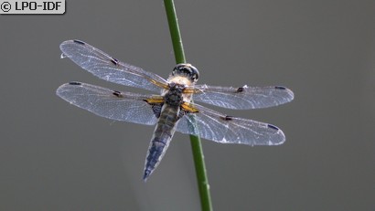 Libellule à quatre taches