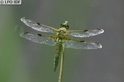 Libellule à quatre taches