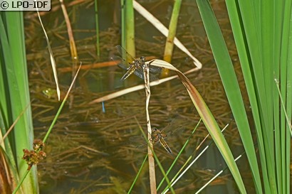 Libellule à quatre taches