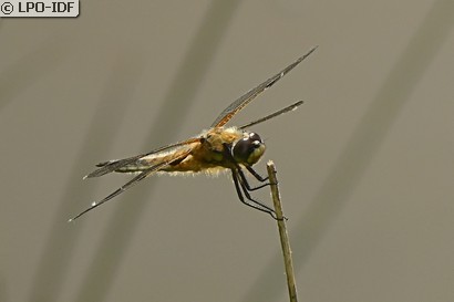 Libellule à quatre taches