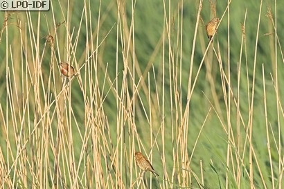 Linotte mélodieuse