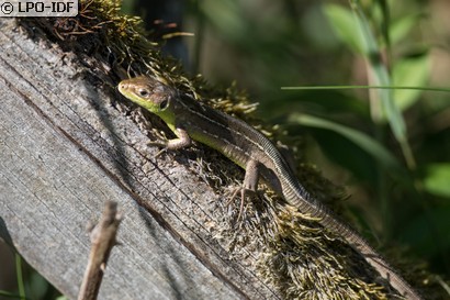 Lézard à deux raies