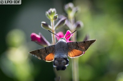 Moro sphinx