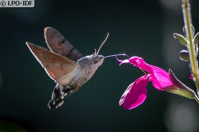 Moro sphinx