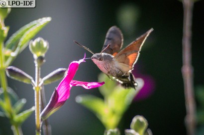 Moro sphinx