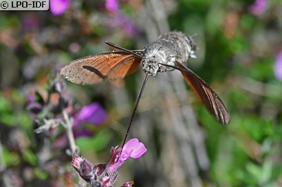 Moro sphinx