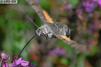 Moro sphinx