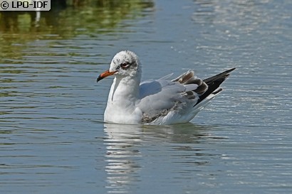 Mouette mélanocéphale