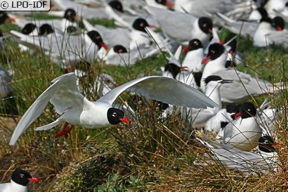 Mouette mélanocéphale