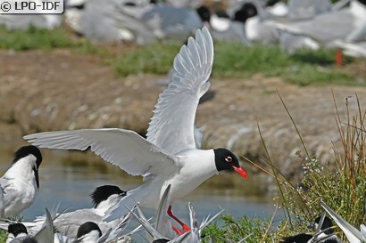 Mouette mélanocéphale