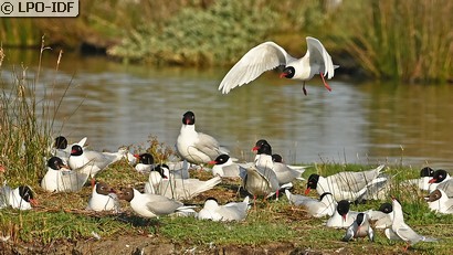 Mouette mélanocéphale