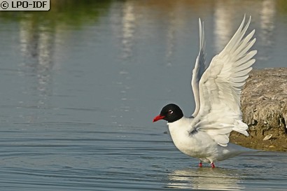 Mouette mélanocéphale