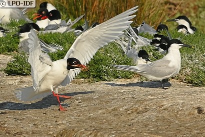 Mouette mélanocéphale