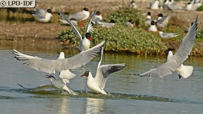 Mouette mélanocéphale