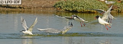 Mouette mélanocéphale