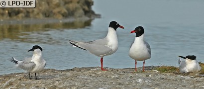 Mouette mélanocéphale