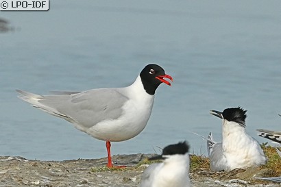 Mouette mélanocéphale