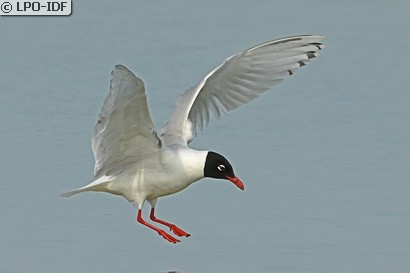Mouette mélanocéphale