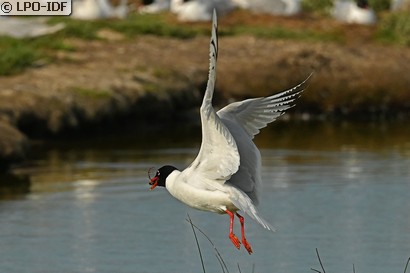 Mouette mélanocéphale