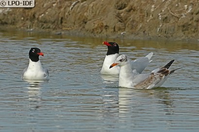 Mouette mélanocéphale