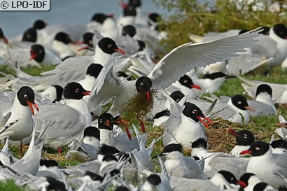 Mouette mélanocéphale